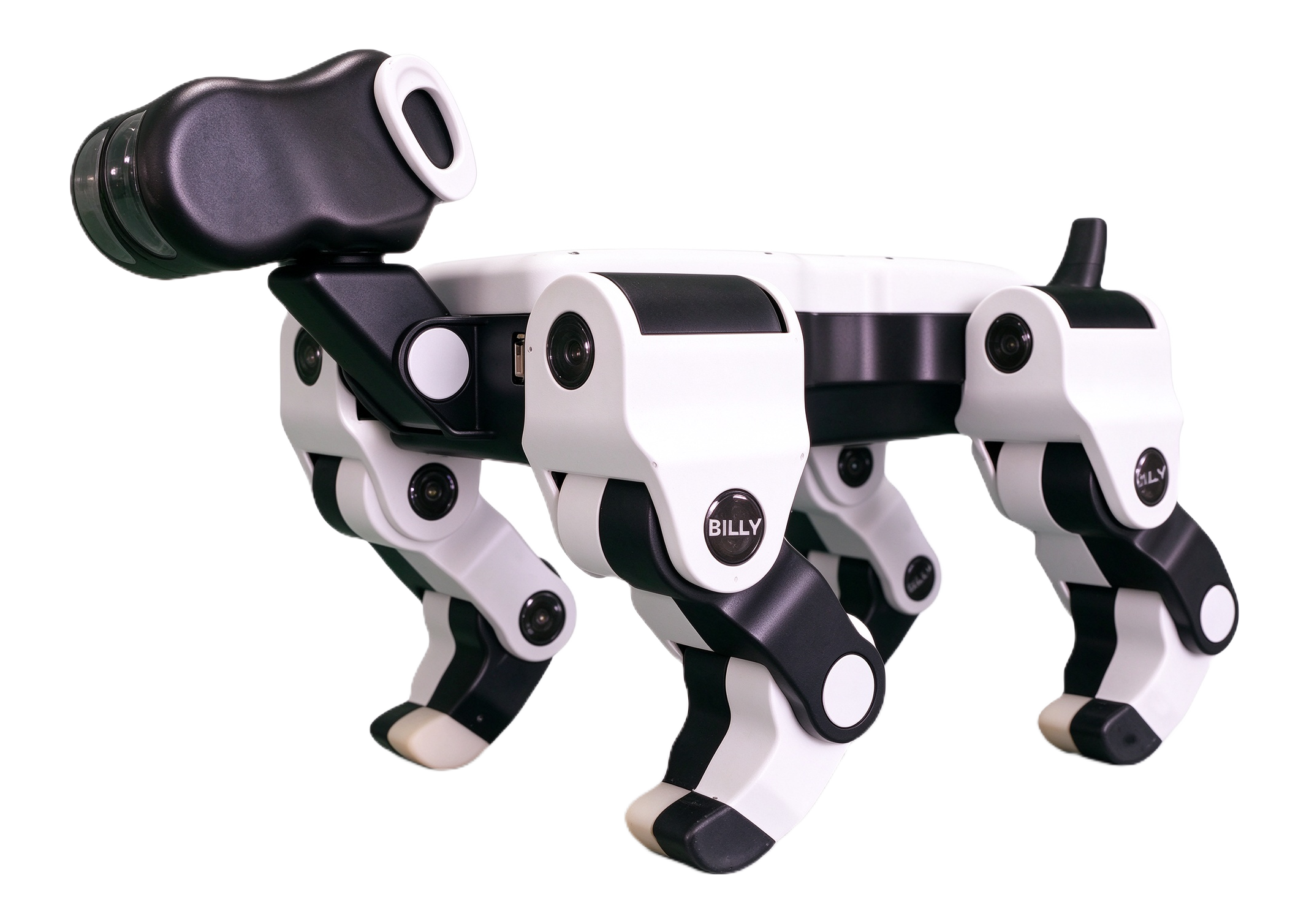 e-Dog