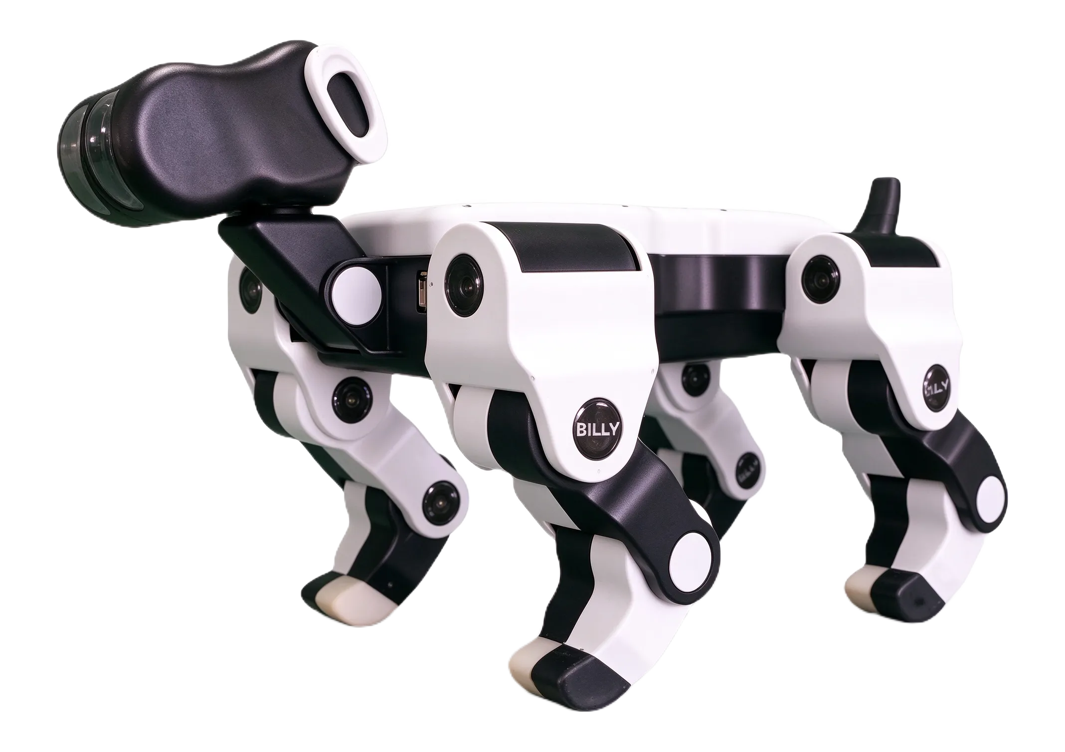 e-Dog